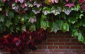 Trailing Ivy - NHP329